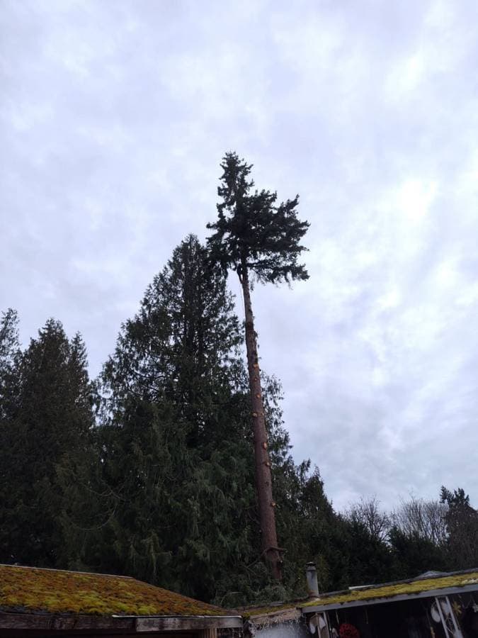 picture of a large tree being pruned